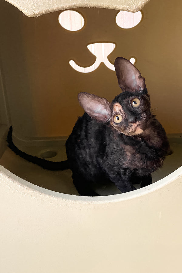 Baila | Cornish Rex Kitten