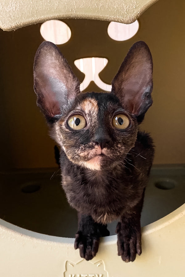 Baila | Cornish Rex Kitten
