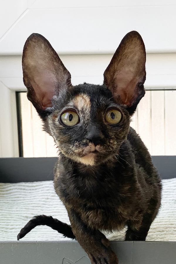 Baila | Cornish Rex Kitten