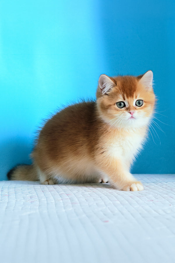 Bak | British Shorthair Kitten