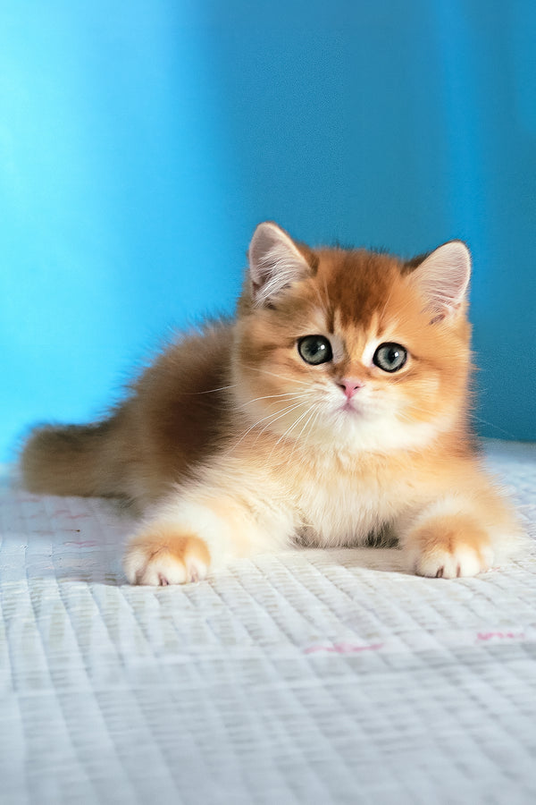 Bak | British Shorthair Kitten