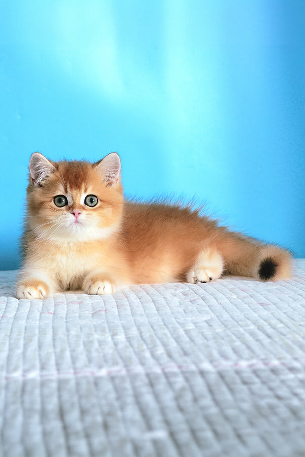 Bak | British Shorthair Kitten