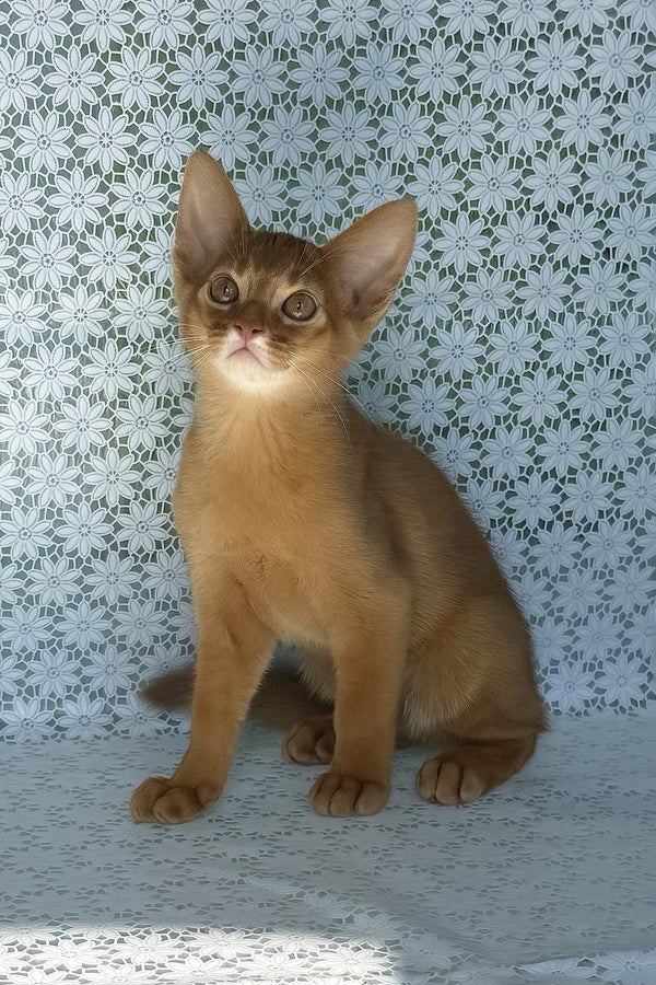 Baks | Abyssinian Kitten