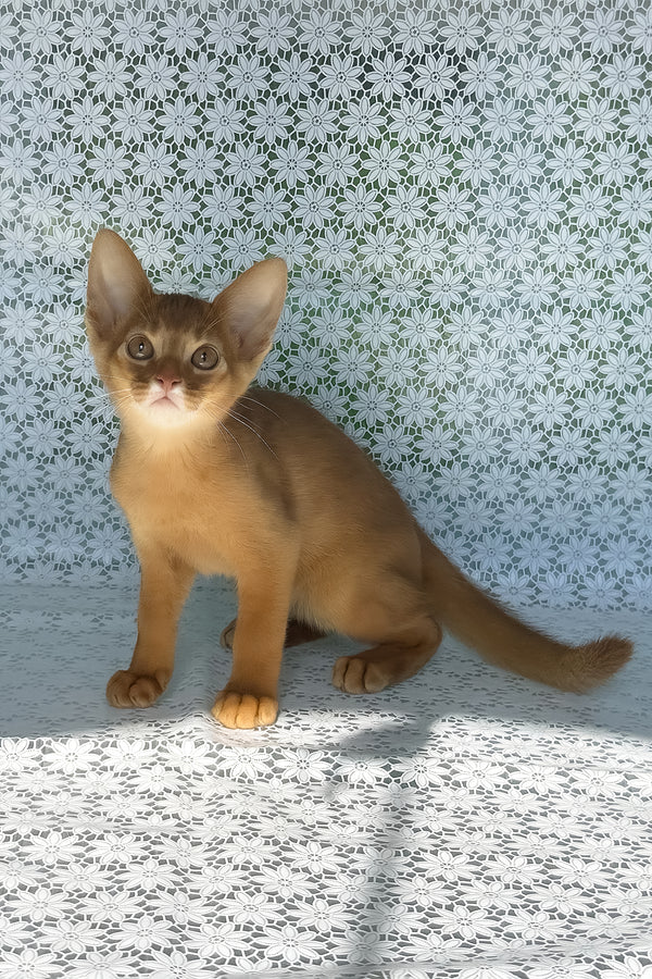 Baks | Abyssinian Kitten