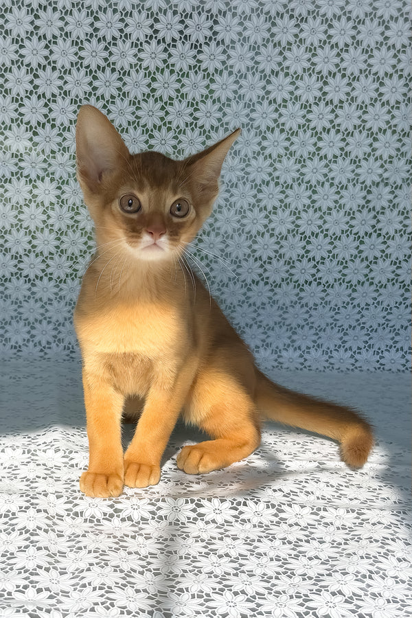 Baks | Abyssinian Kitten