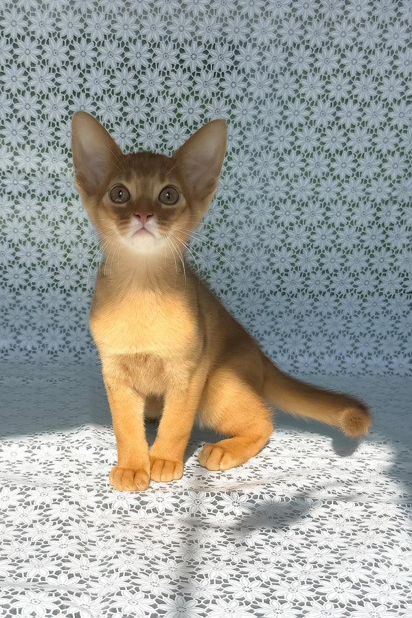 Baks | Abyssinian Kitten