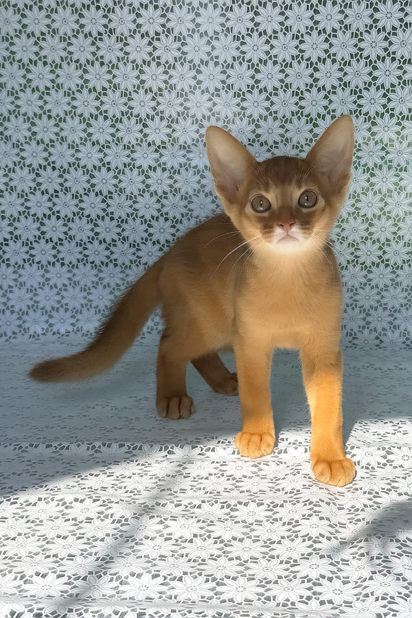 Baks | Abyssinian Kitten