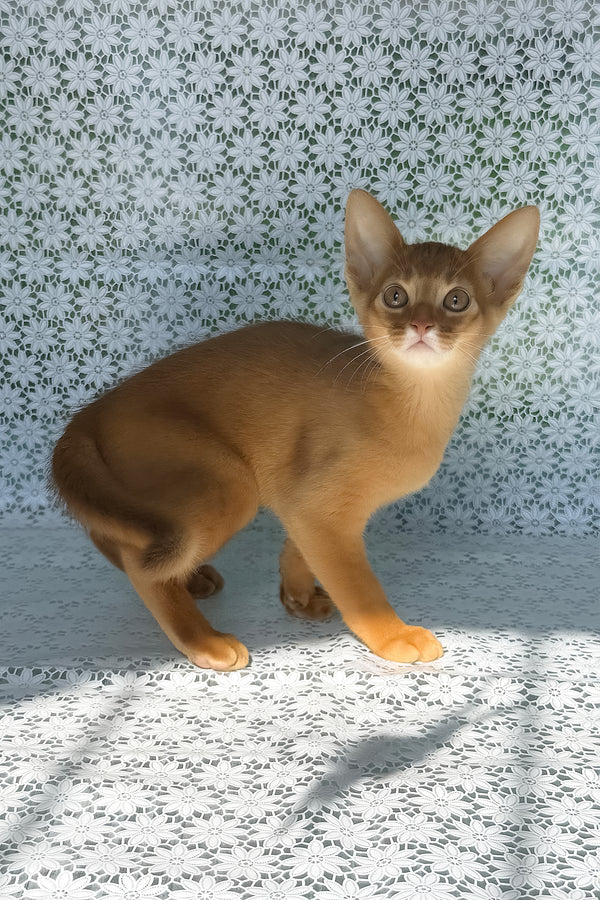 Baks | Abyssinian Kitten