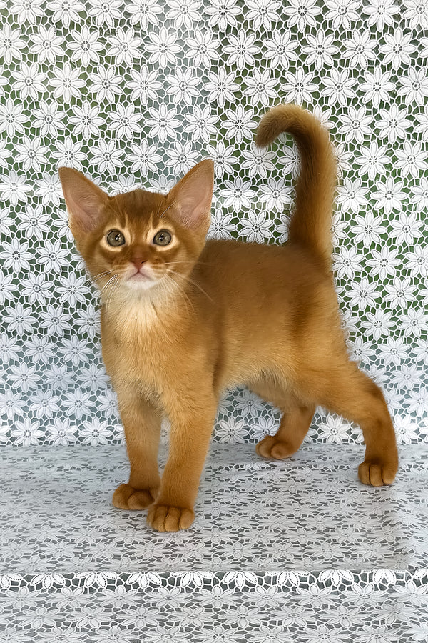 Baks | Abyssinian Kitten