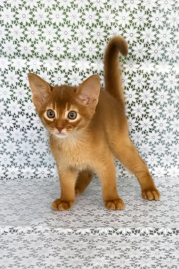 Baks | Abyssinian Kitten