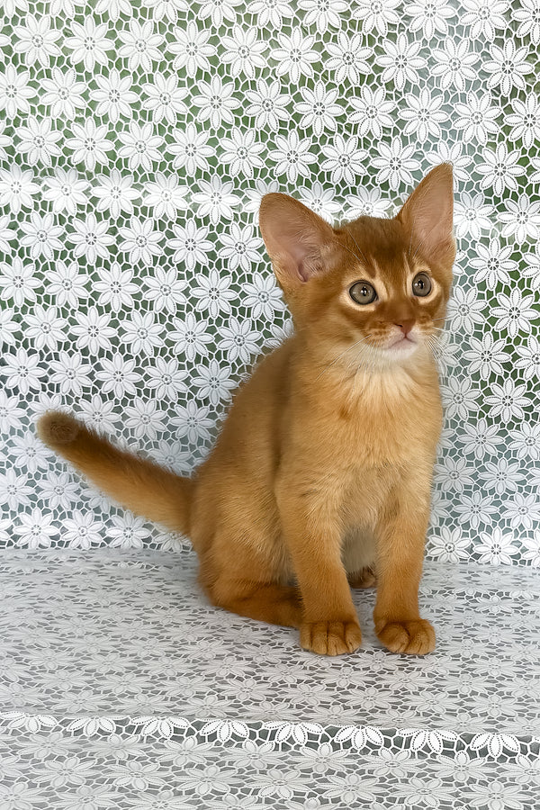 Baks | Abyssinian Kitten