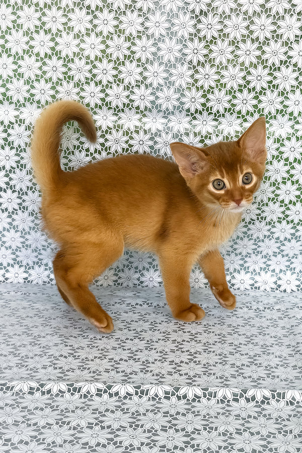 Baks | Abyssinian Kitten