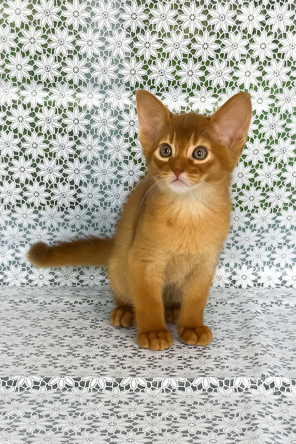Baks | Abyssinian Kitten