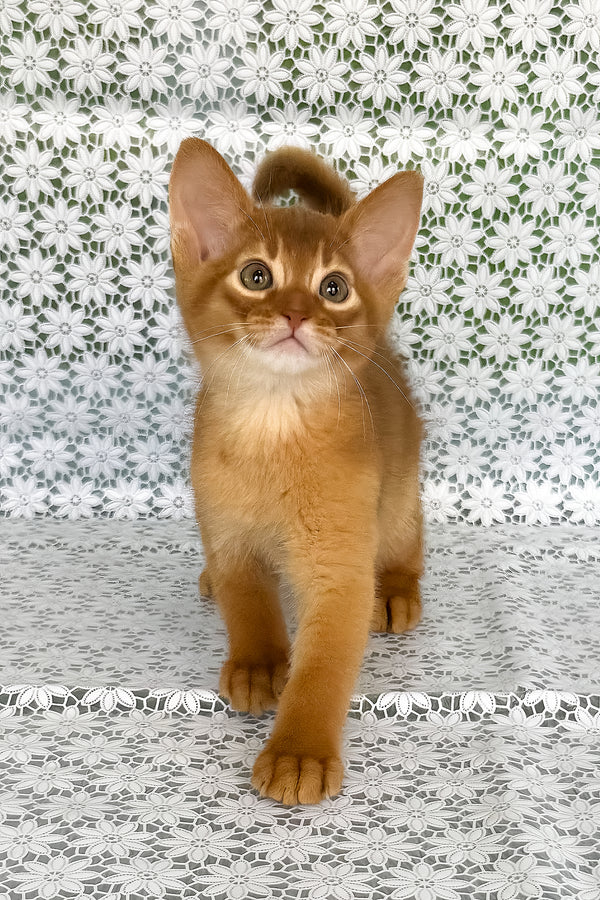 Baks | Abyssinian Kitten