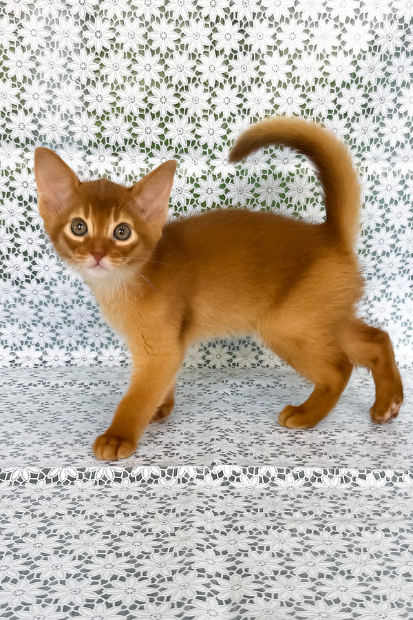 Baks | Abyssinian Kitten