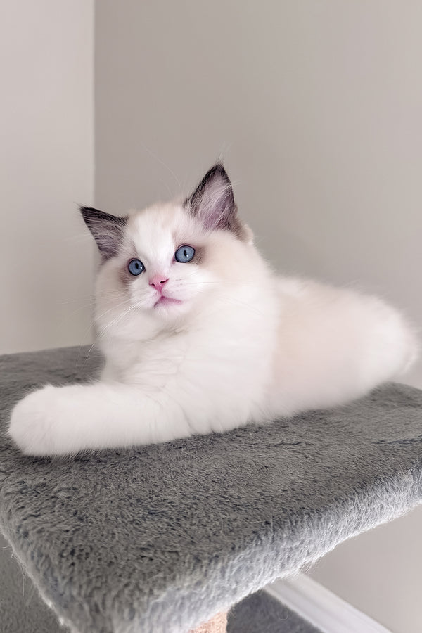 Balloo | Ragdoll Kitten