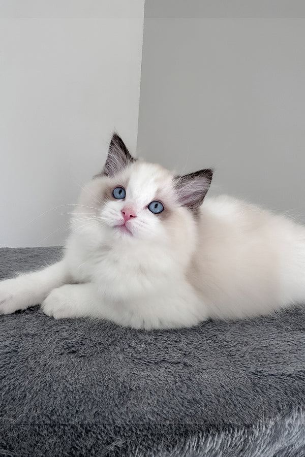 Balloo | Ragdoll Kitten