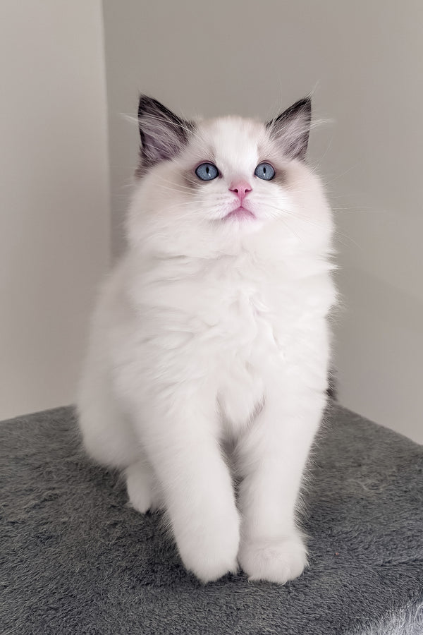 Balloo | Ragdoll Kitten