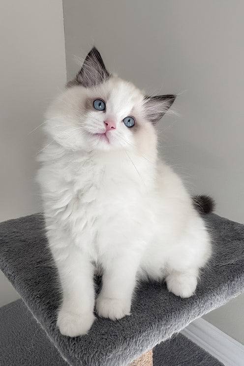 Balloo | Ragdoll Kitten