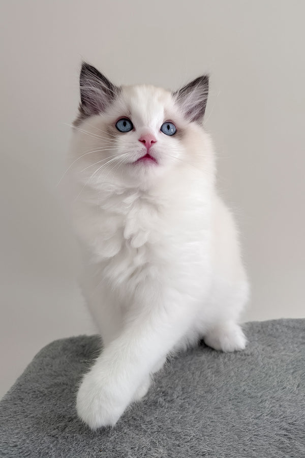 Balloo | Ragdoll Kitten
