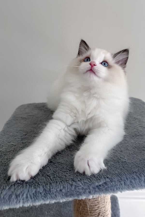 Balloo | Ragdoll Kitten