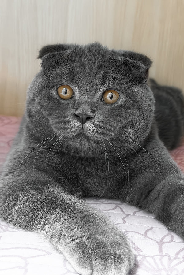 Baloo | Scottish Fold Kitten