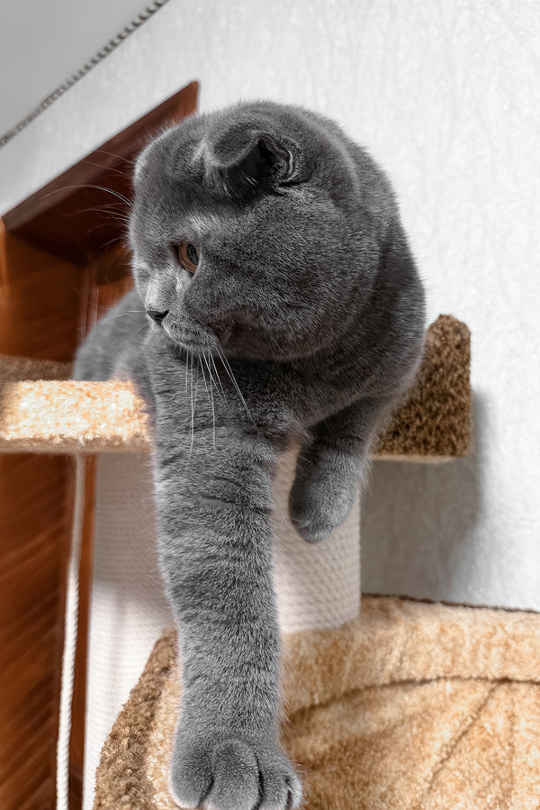 Baloo | Scottish Fold Kitten