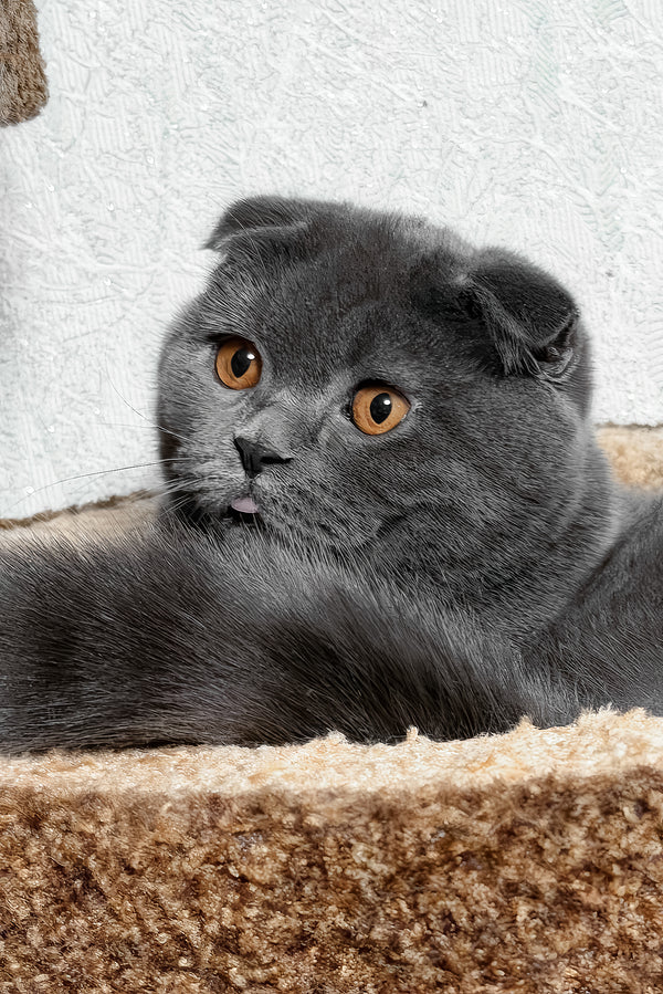 Baloo | Scottish Fold Kitten