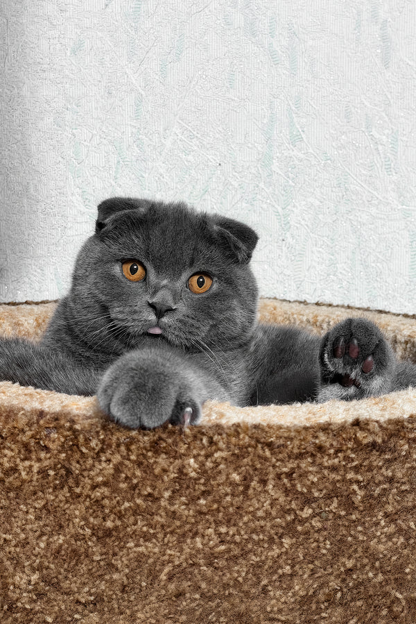 Baloo | Scottish Fold Kitten