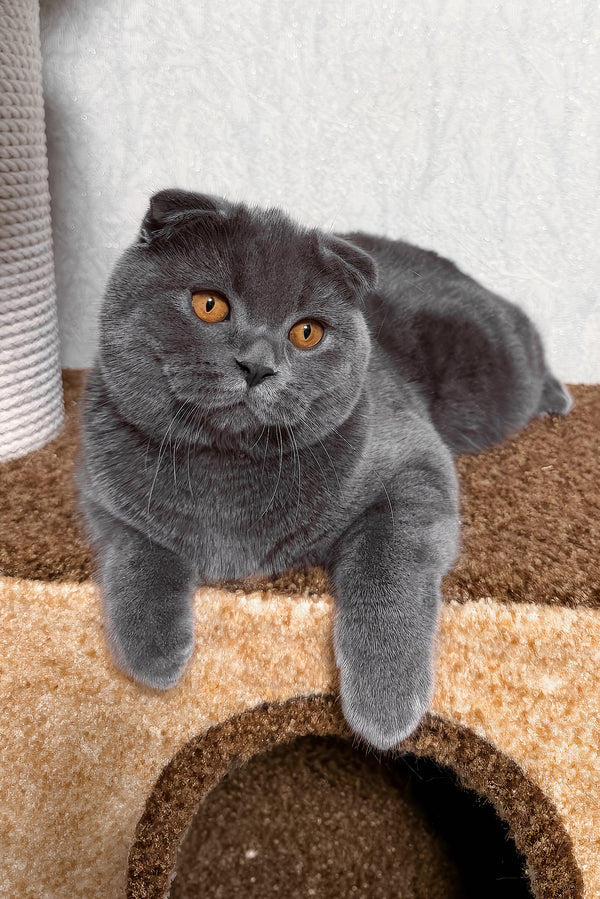 Baloo | Scottish Fold Kitten