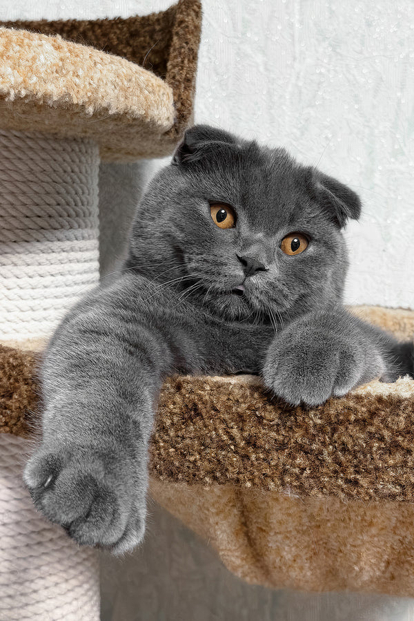 Baloo | Scottish Fold Kitten