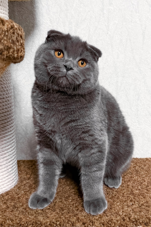 Baloo | Scottish Fold Kitten