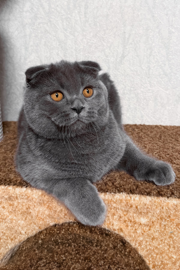 Baloo | Scottish Fold Kitten