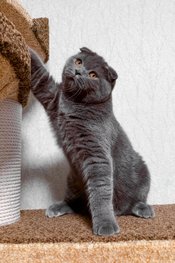 Baloo | Scottish Fold Kitten