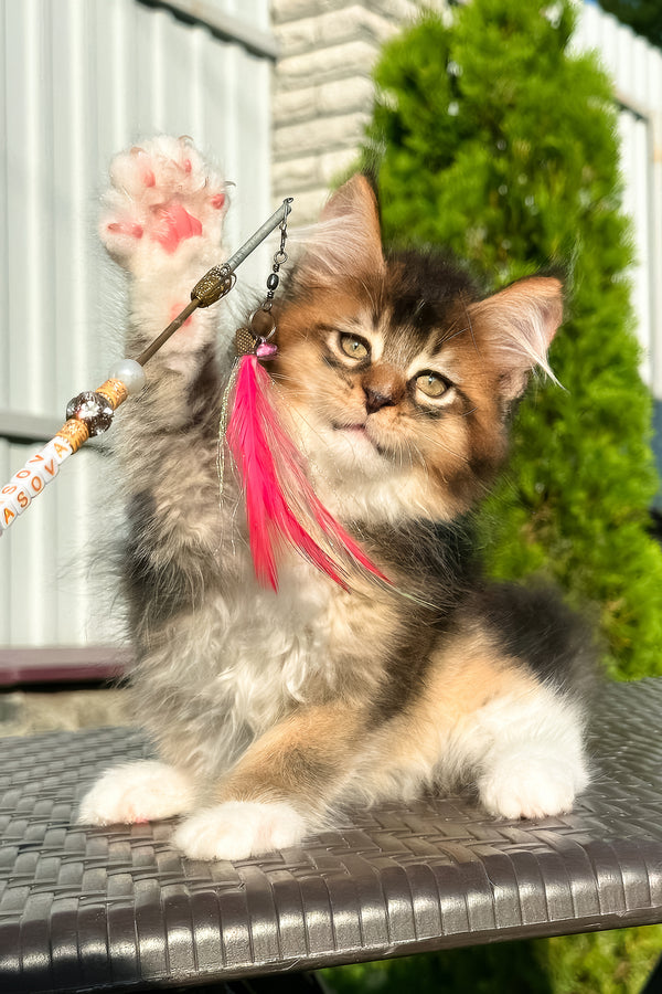Baltazar | Golden Maine Coon Kitten