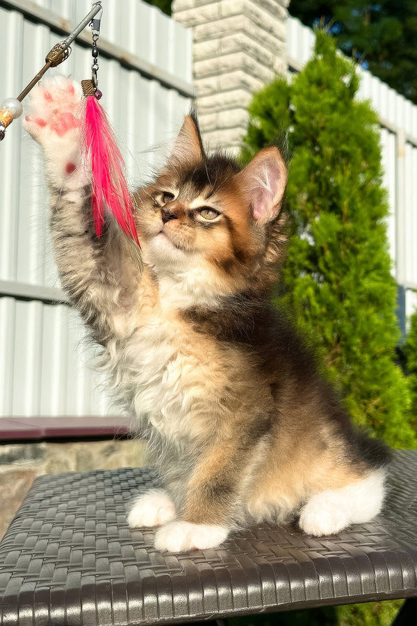 Baltazar | Golden Maine Coon Kitten