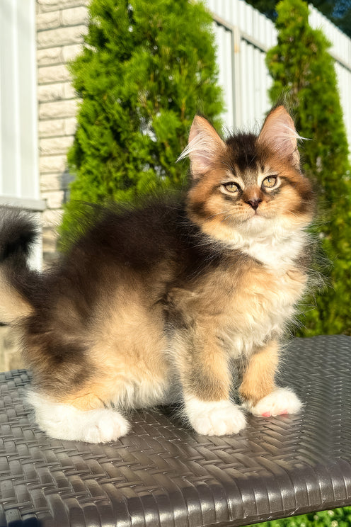 Baltazar | Golden Maine Coon Kitten