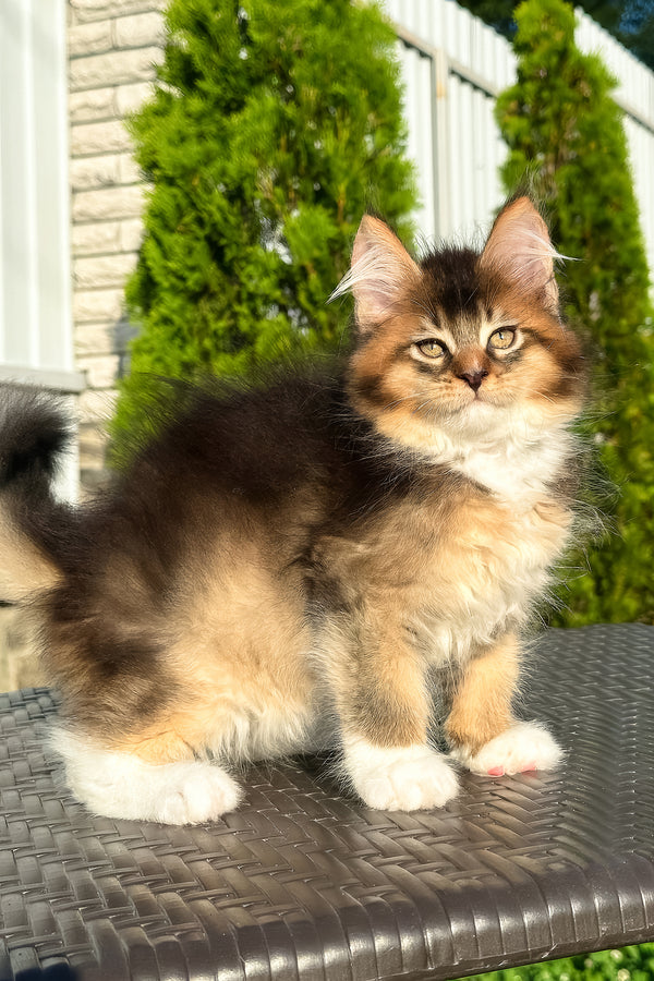Baltazar | Golden Maine Coon Kitten
