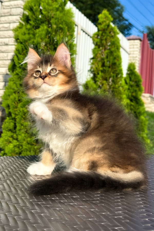 Baltazar | Golden Maine Coon Kitten