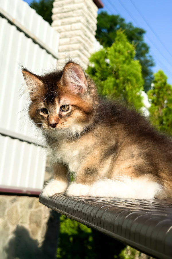 Baltazar | Golden Maine Coon Kitten
