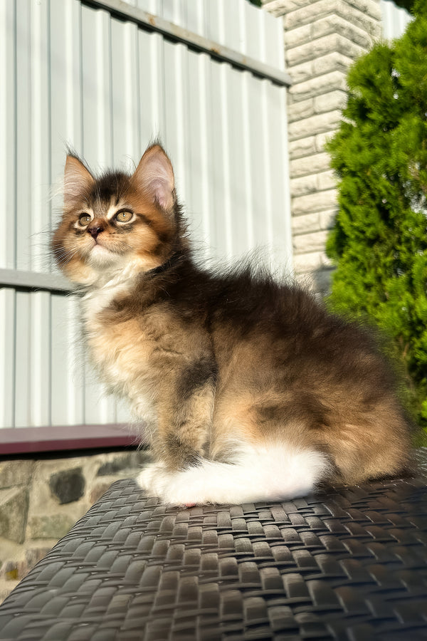 Baltazar | Golden Maine Coon Kitten