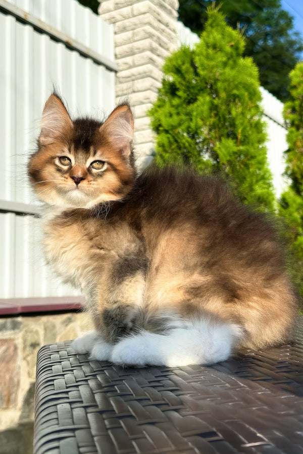 Baltazar | Golden Maine Coon Kitten