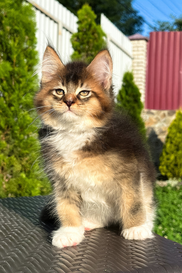 Baltazar | Golden Maine Coon Kitten