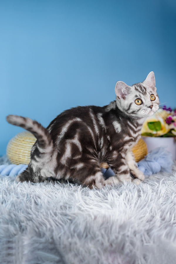 Baly | Scottish Straight Kitten