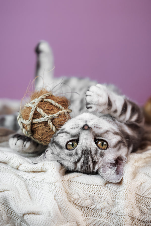 Baly | Scottish Straight Kitten