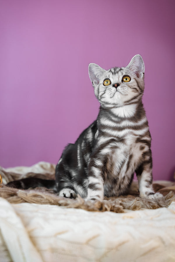 Baly | Scottish Straight Kitten