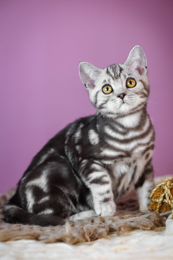 Baly | Scottish Straight Kitten