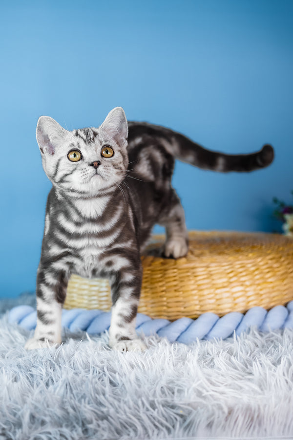 Baly | Scottish Straight Kitten