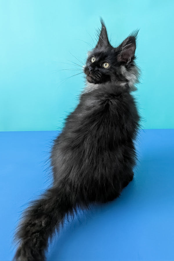 Bambi | Maine Coon Kitten