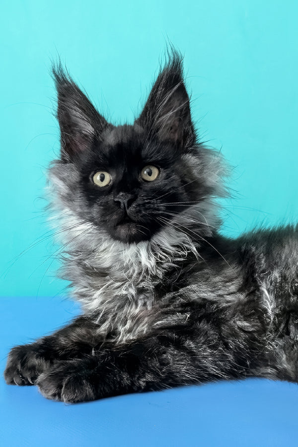 Bambi | Maine Coon Kitten